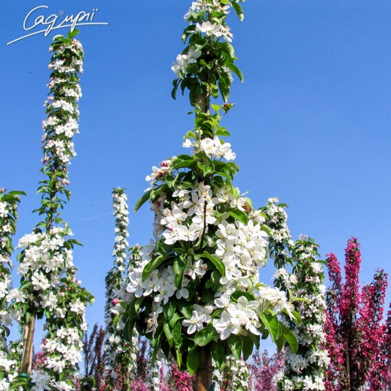 Яблоня 'Golden Hornet' - 9 Яблоня 'Golden Hornet' - 9