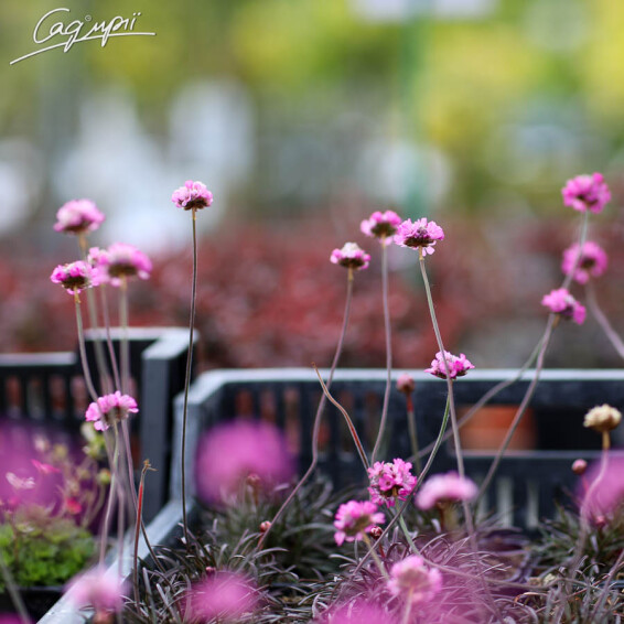Армерія приморська 'Rubrifolia' - 3