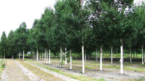 Береза китайська 'Fascination' - краса у Вашому саду