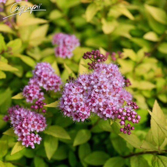 Спирея японская 'Golden Princess' #4, С2 - - 9