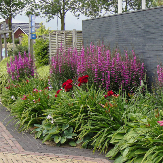 Дербенник иволистный - 1