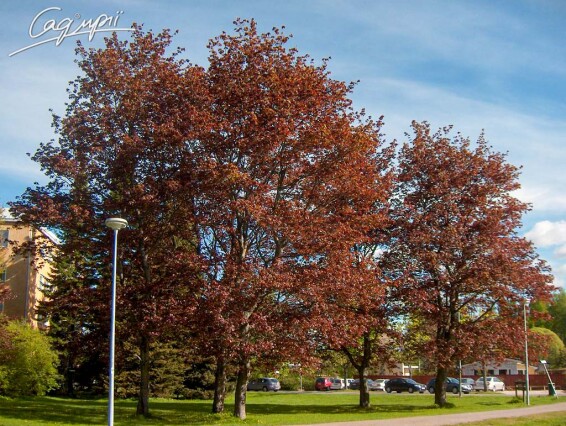 Клен платаноподібний 'Faassen's Black' - 1