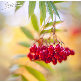 Горобина звичайна