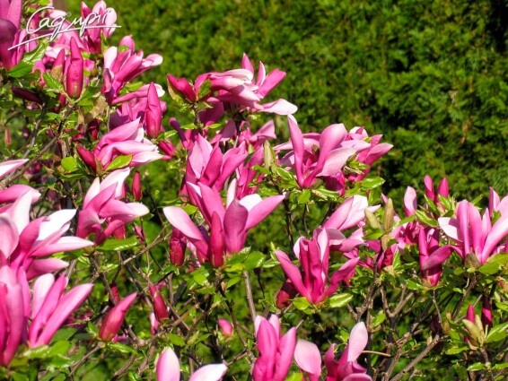 Магнолия гибридная 'Susan' #2, WRB - 250-300 St. 1/2 - 5