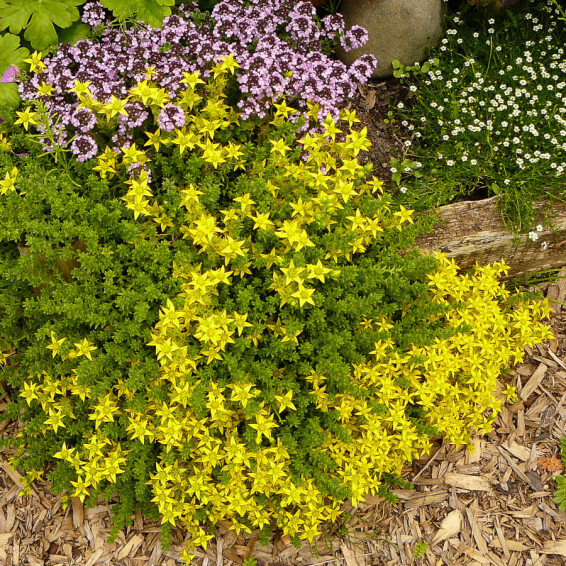 Очиток едкий - 3