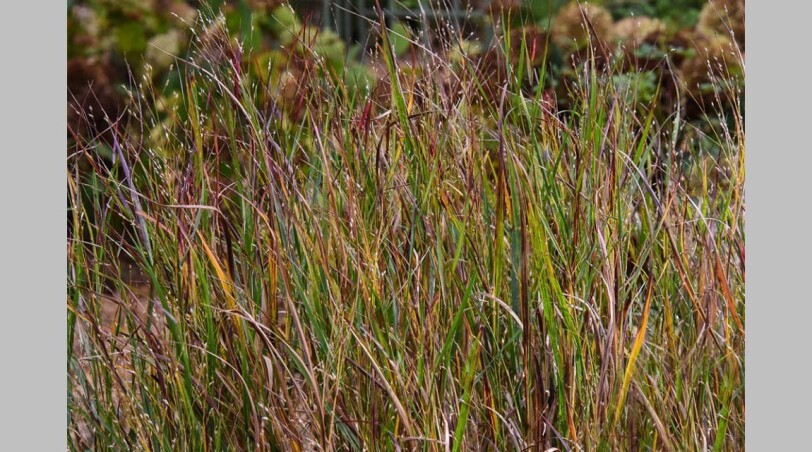 Просо 'Heavy Metal' - отличный акцент для сада
