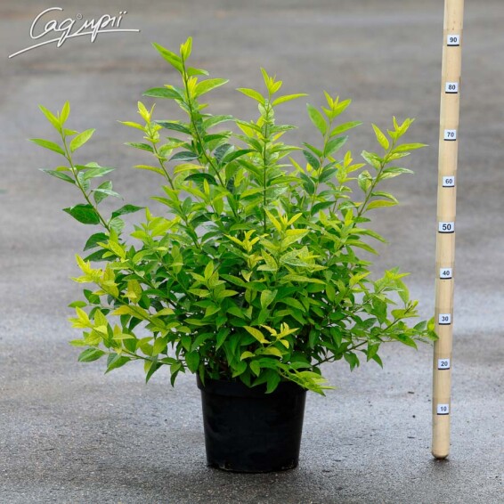 Форзиція середня 'Spectabilis' - 3