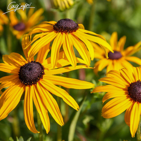 Рудбекия блестящая 'Goldsturm' #2, C3 - - 4 Рудбекия блестящая 'Goldsturm' #2, C3 - - 4