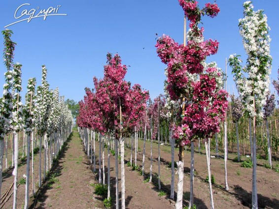 Яблоня 'Profusion' - 3