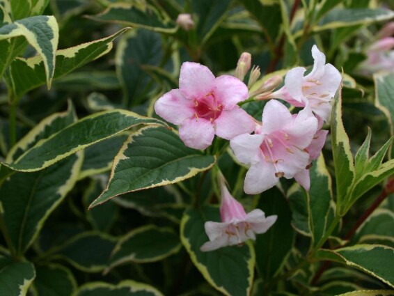 Вейгела 'Nana Variegata', С12 80-90 - 2