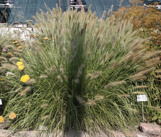 Пенісетум лисохвістний, C1 - - 1 Пенісетум лисохвістний, C1 - - 1