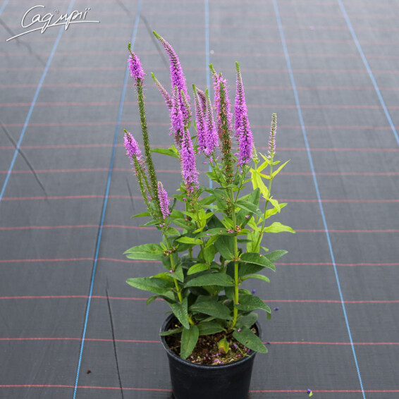 Вероніка довголиста 'Eveline' - 2