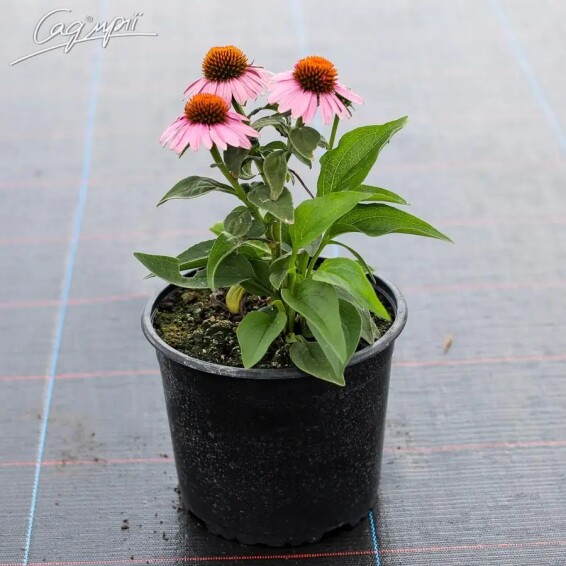 Эхинацея пурпурная ‘Double Decker’ - 4 Эхинацея пурпурная ‘Double Decker’ - 4