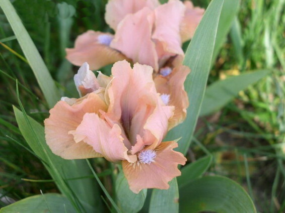 Ирис карликовый 'Cocoa Pink' - 1