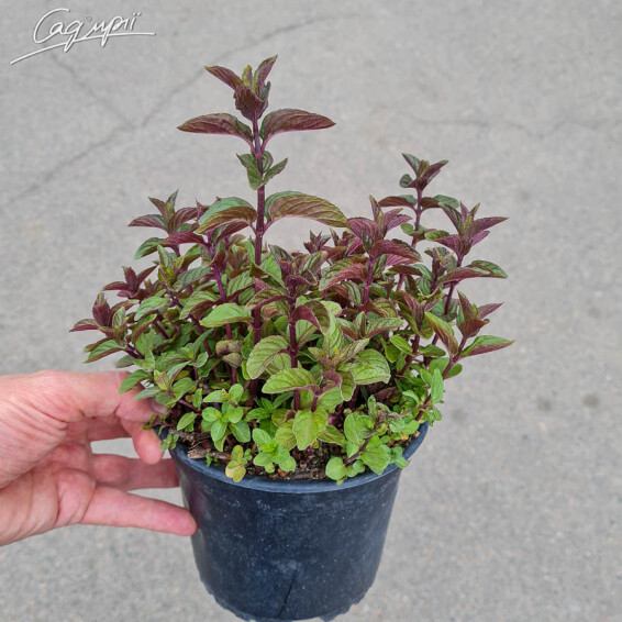 Мята перечная 'Eichenau' - 2