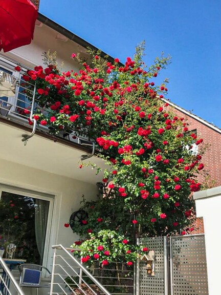 Роза плетистая 'Amadeus' #1, С7 - - 1