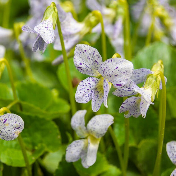 Фіалка метеликова 'Freckles' - 2 Фіалка метеликова 'Freckles' - 2