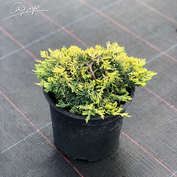 Ялівець горизонтальний 'Golden Carpet' - 3