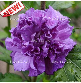 Гібіскус сірійський 'French Cabaret Purple'