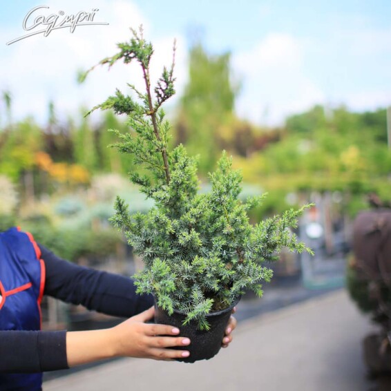 Ялівець китайський 'Blue Alps' - 3