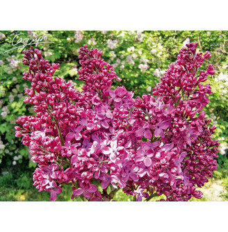 Бузок звичайний 'Kardynal'