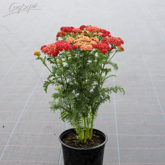 Тысячелистник гибридный 'Tutti-Frutti Pomegranate', p9 - - 6 Тысячелистник гибридный 'Tutti-Frutti Pomegranate', p9 - - 6