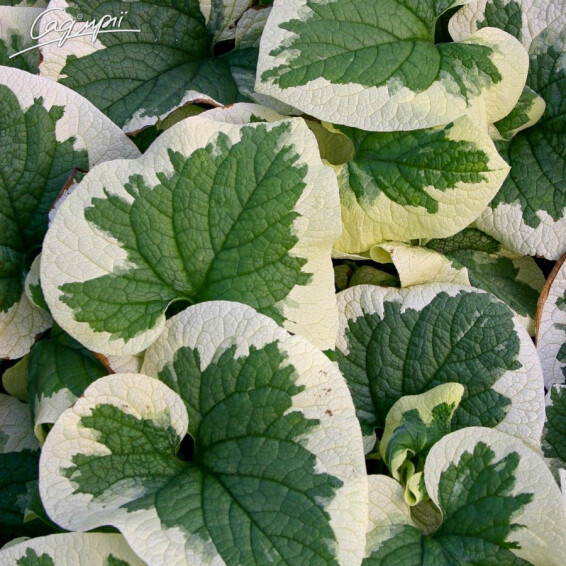 Бруннера крупнолистная 'Variegata' - 7