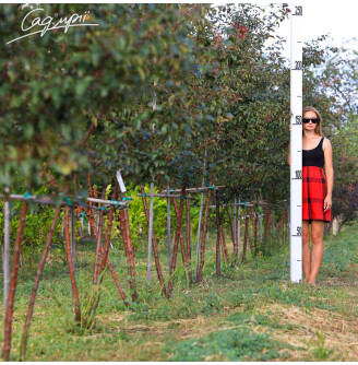 Яблуня торинго 'Freja'