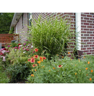 Мискантус китайский 'Strictus'