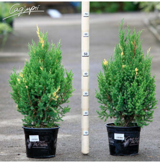 Можжевельник китайский 'Stricta Variegata'