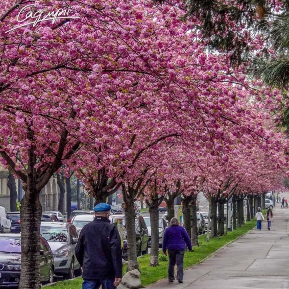 Сакура мелкопильчатая 'Kanzan' #9, C40 14--16 300-350 St. 1/2 - 2