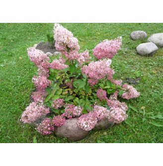 Гортензія волотиста ''Pink Lady'
