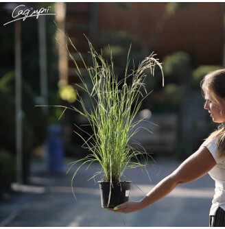 Бородач волотистий (Схизахіріум) 'Prairie Blues'