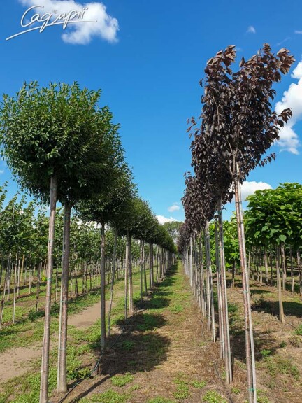 Вишня шаровидная 'Umbraculifera' #11, С110 16--18 300-350 St. 220-230 - 10