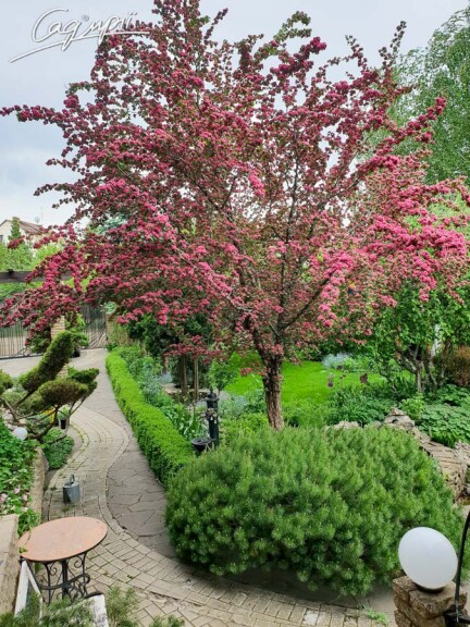 Глід колючий 'Paul`s Scarlet' #3, WRB 18--20 500+ St. 220-230 - 1