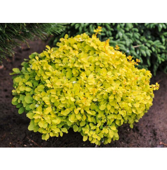 Барбарис Tунберга 'Goldalita'