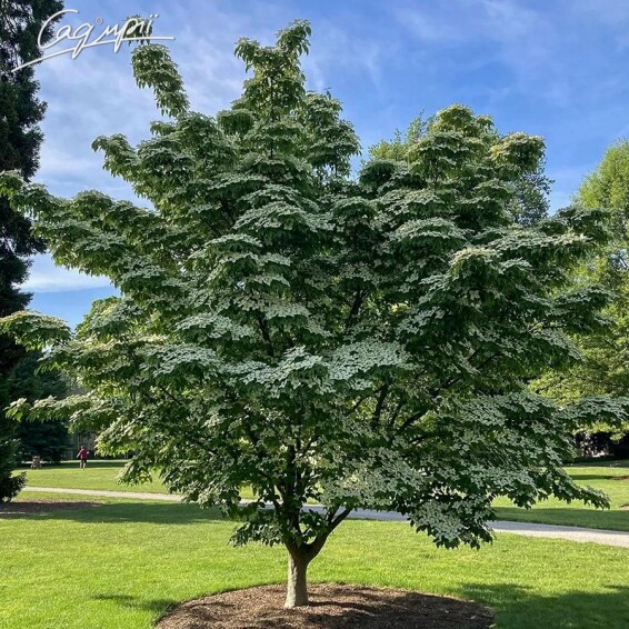 Дерен Коуза - 3 Дерен Коуза - 3