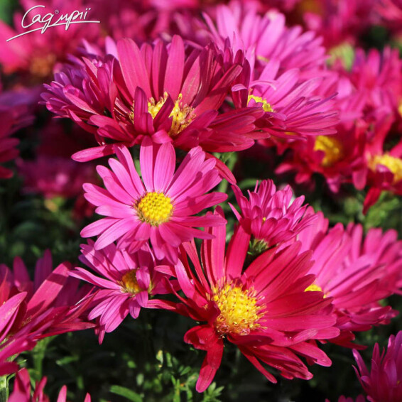 Айстра новобельгійська 'Royal Ruby' - 6 Айстра новобельгійська 'Royal Ruby' - 6