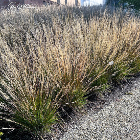 Молінія блактина 'Moorflamme' - 4