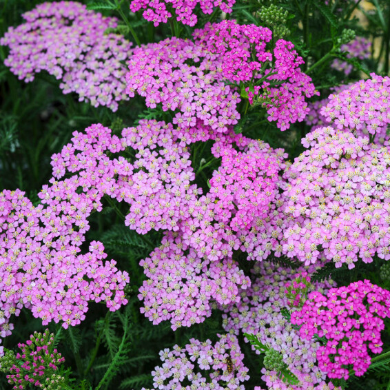 Деревій гібридний 'Pretty Belinda' - 1