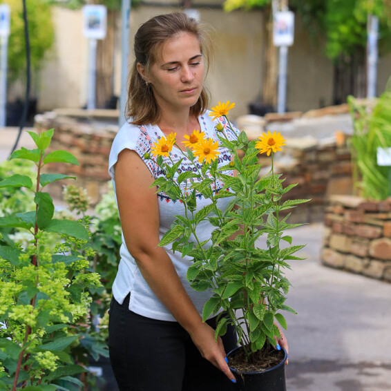 Геліопсис соняшниковидний ‘Loran Sunshine' - 5 Геліопсис соняшниковидний ‘Loran Sunshine' - 5