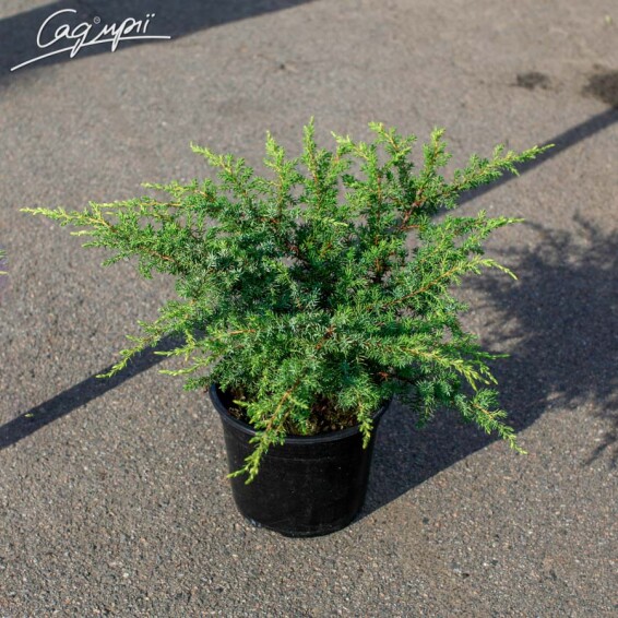 Можжевельник обыкновенный 'Barton' - 1