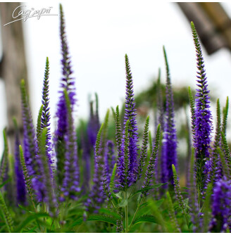 Вероніка колосиста 'Blue Indigo'