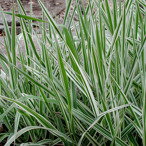 Канареечник (двукисточник) тростниковый 'Tricolor' - 2