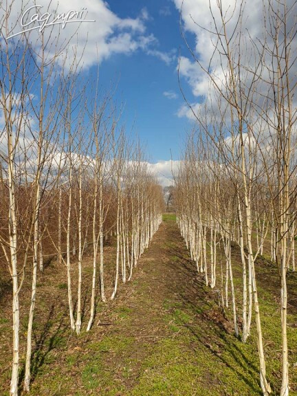 Береза гімалайська 'Doorenbos' #12, WRB 16--18 500+ St. 1/2 - 1