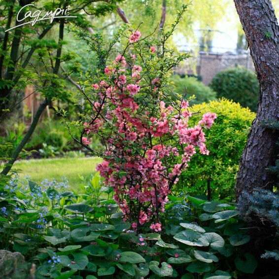 Айва прекрасная (хеномелес) 'Pink Trail' - 5