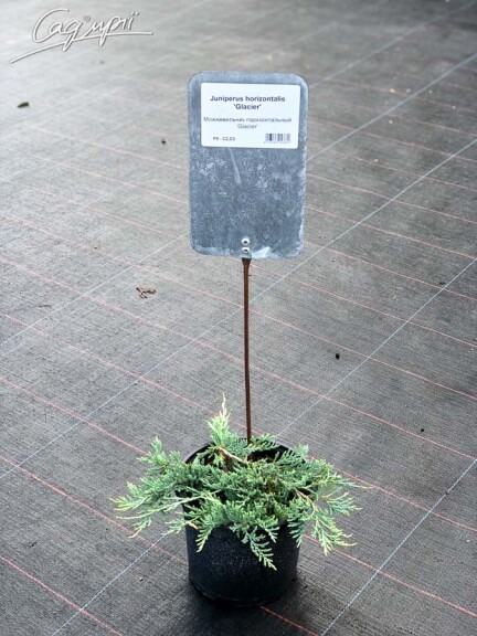 Можжевельник горизонтальный 'Glacier' - 2