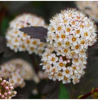 Пухироплідник калинолистний 'Diabolo' ®