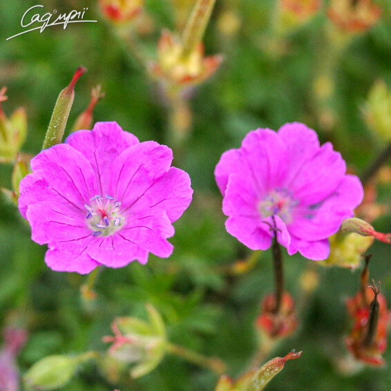 Герань кроваво-червона 'Max Frei' - 5 Герань кроваво-червона 'Max Frei' - 5