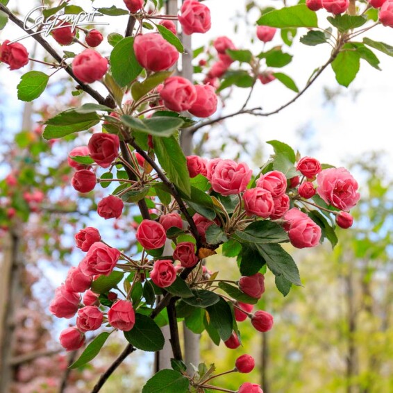 Яблуня 'Brandy Wine' #1, C60 12--14 250-300 St. 1/2 - 2